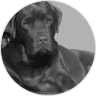 Profile photo of Jerry B&W