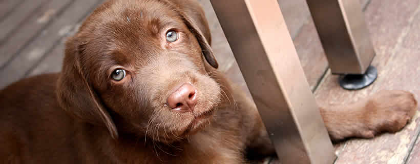PETstock sends paws into stores with stockinstore stockinstore